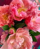 国产芍药-【夏威夷珊瑚】 商品缩略图0
