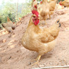  农家养殖 三黄鸡750~900g/只  整只 新鲜 冷冻 包邮 土鸡 走地鸡 包邮 商品缩略图0