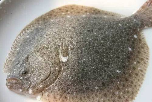 多宝鱼 1条约3斤 商品图0