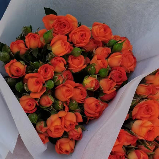【周五配送】本周鲜花今天治愈nice💞☞橙色芭比花苞比较多，而且小巧可爱[愉快]神秘的爱，一束花的仪式感[太阳][太阳][太阳]浓郁的橙色太阳橙颜色呢像橘子汽水，一束10—15支 商品图1