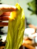 有机海带 40米深海自然成长的有机海带嫩芽和出口日本的深海海带 礼盒装 包邮 |百里食 商品缩略图3