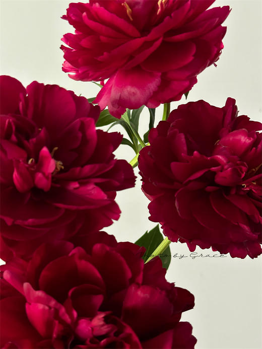 芍药花老忠诚5支 商品图7