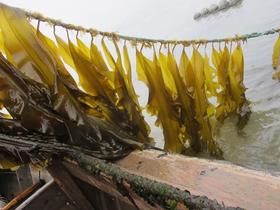 有机海带 40米深海自然成长的有机海带嫩芽和出口日本的深海海带 礼盒装 包邮 |百里食