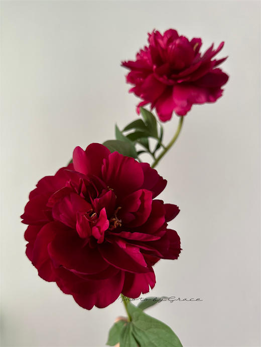 芍药花老忠诚5支 商品图6