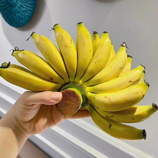 周六送，海南皇帝蕉，香蕉中的贵族 ，“蕉”香四溢，个头娇小却果肉饱满，营养价值更是一等一的高。小小的身体内蕴含着饱满的果肉，特有的软糯口感，皮薄如纸，让人无法抗拒，一箱5斤左右 商品图3