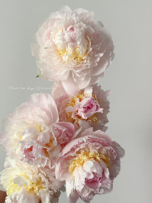 精品羞涩女王芍药花5支 商品图7
