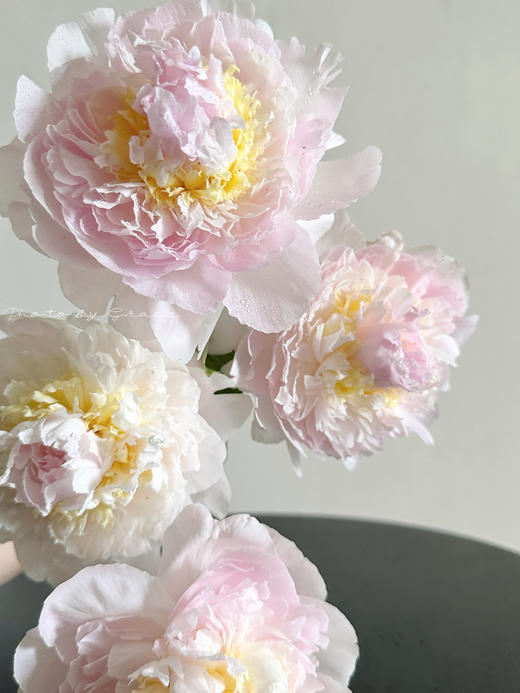 精品羞涩女王芍药花5支 商品图8