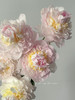 精品羞涩女王芍药花5支 商品缩略图1