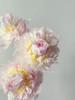 精品羞涩女王芍药花5支 商品缩略图4