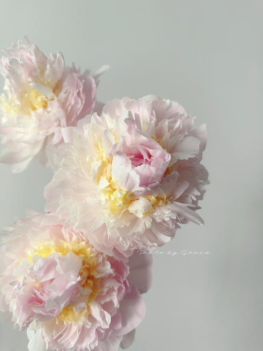 精品羞涩女王芍药花5支 商品图4