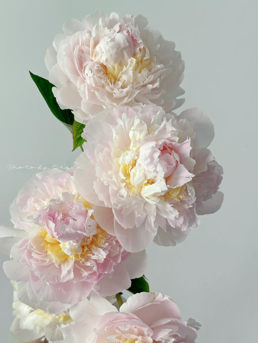 精品羞涩女王芍药花5支 商品图2