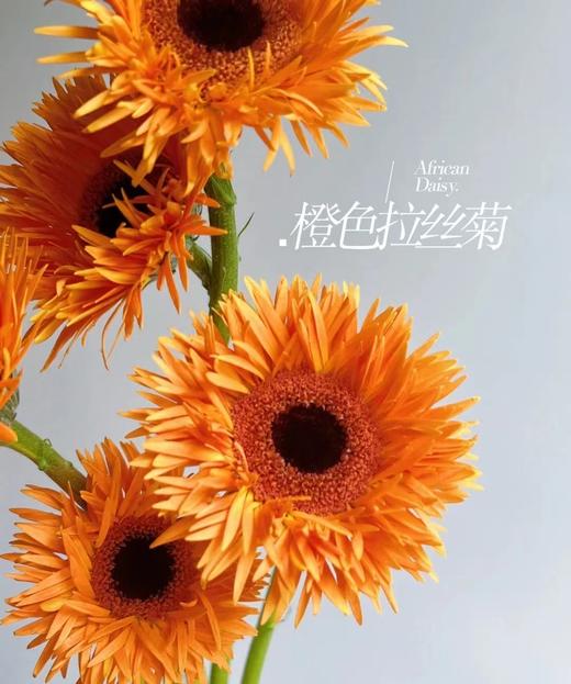 橙色拉丝非洲菊4支（拼团） 商品图2