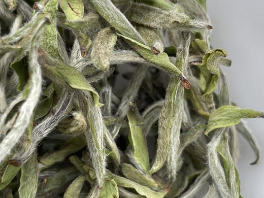 2023 极枞银针 天工·首日芽 （荒野老树白毫银针） 60来岁荒野老树 50克/500克 商品图4