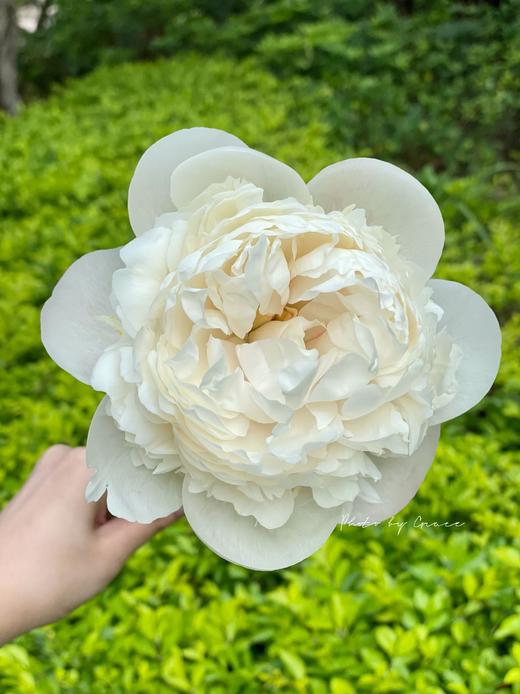 欧文斯上校芍药花5支 商品图10