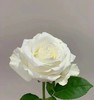 白玫瑰8支 商品缩略图2