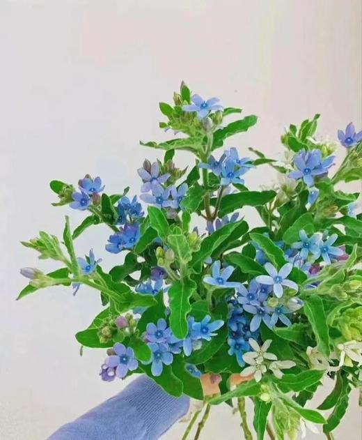 蓝星花3支（拼团） 商品图0