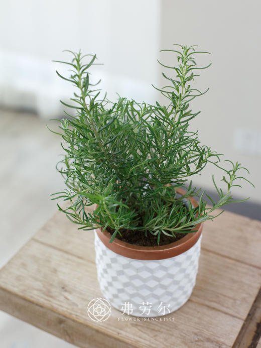 迷迭香 商品图0