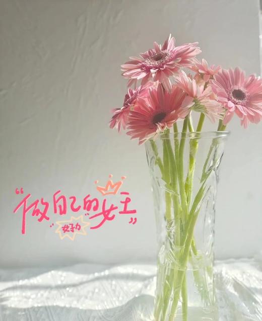 非洲菊粉佳人4支（拼团） 商品图0