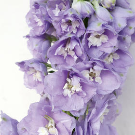 四月芳菲，水木清华。