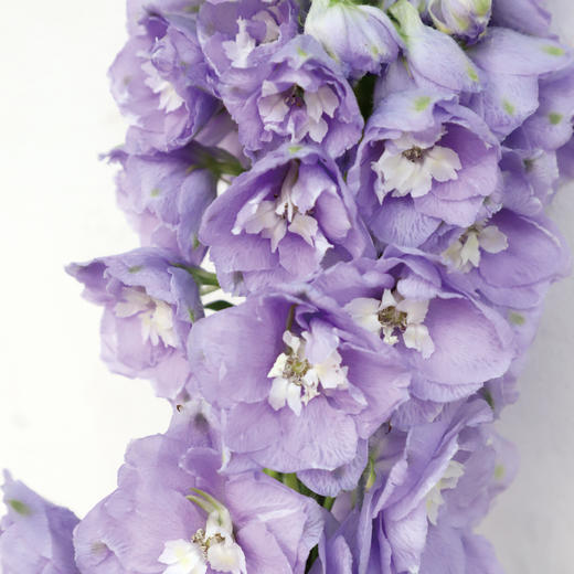 四月芳菲，水木清华。 商品图0