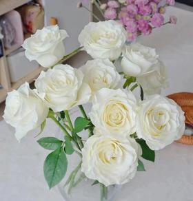 白玫瑰8支