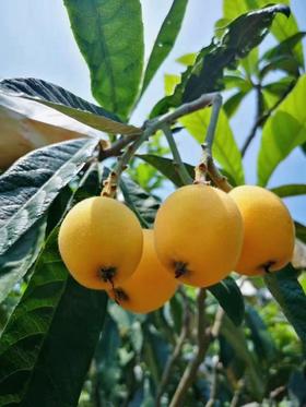 枇杷界的贵族—莆田白梨枇杷终于上市啦！！！方家铺子精选 雪白如梨🍐 香甜似蜜！