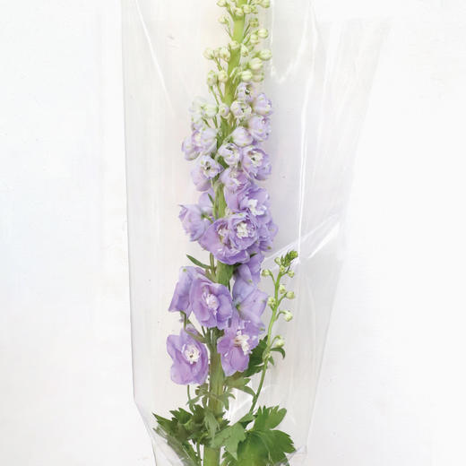 四月芳菲，水木清华。 商品图1