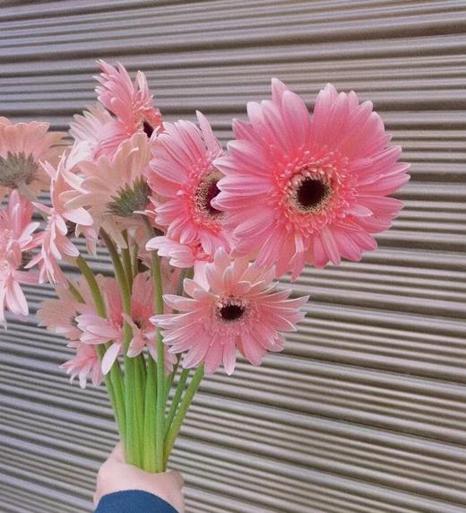 非洲菊粉佳人4支（拼团） 商品图3