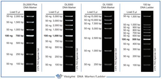 100 bp DNA Ladder 商品图1