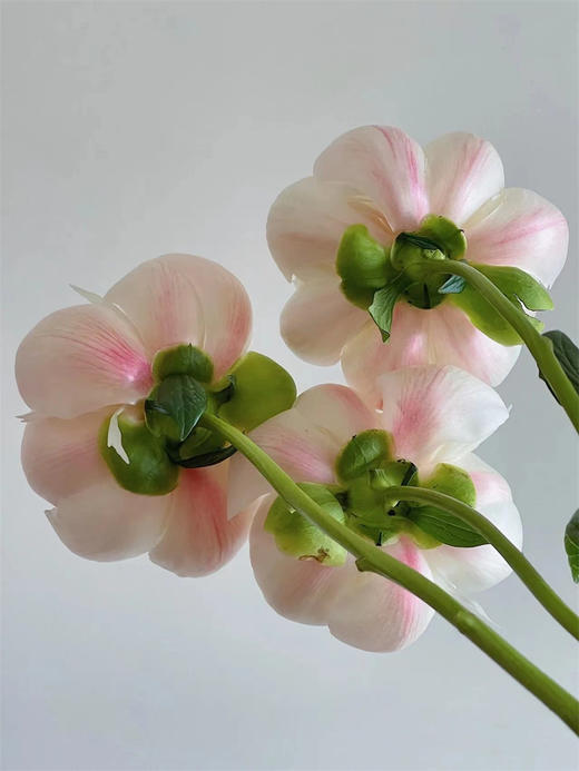 欧文斯上校芍药花5支 商品图3