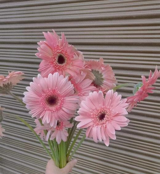 非洲菊粉佳人4支（拼团） 商品图1