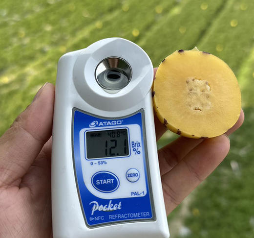 【云南石林树上熟的人参果】清甜补水  肉香皮薄  清甜多汁  无核化渣 营养低糖 商品图4