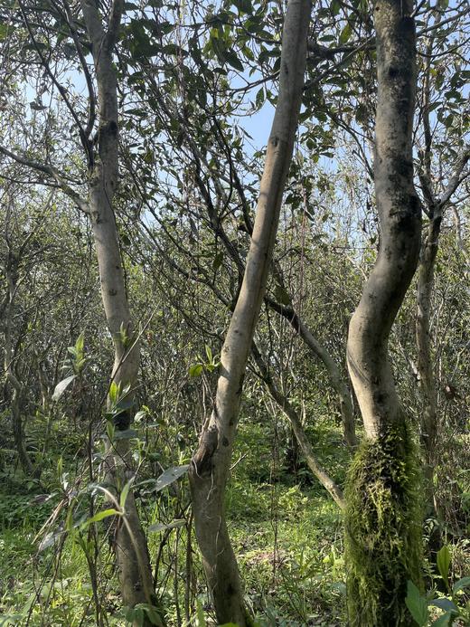 2023 极枞银针 天工·首日芽 （荒野老树白毫银针） 60来岁荒野老树 50克/500克 商品图8