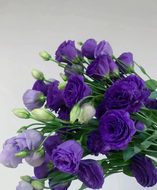 紫色洋桔梗 一支（拼团） 商品图1