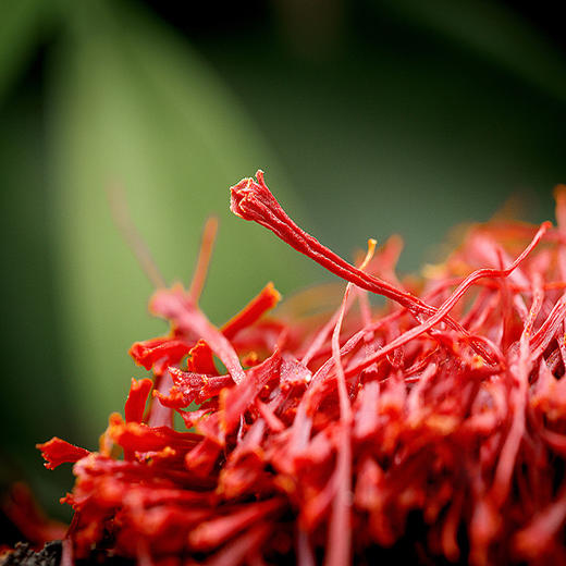 【伊朗藏红花】正宗伊朗进口藏红花旅行必备良品5g/10g 商品图2