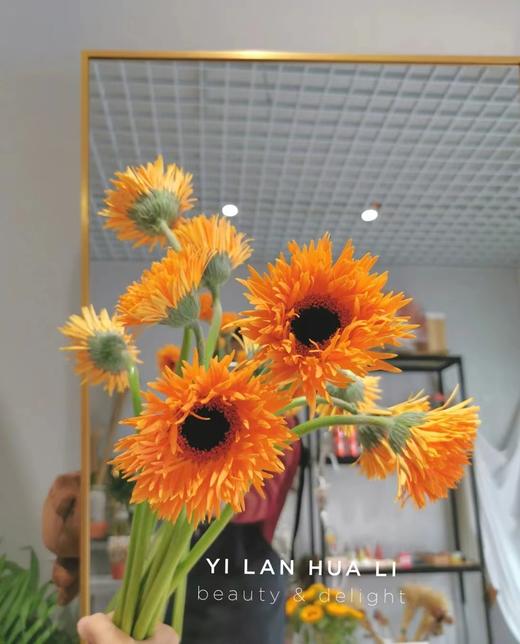 橙色拉丝非洲菊4支（拼团） 商品图1