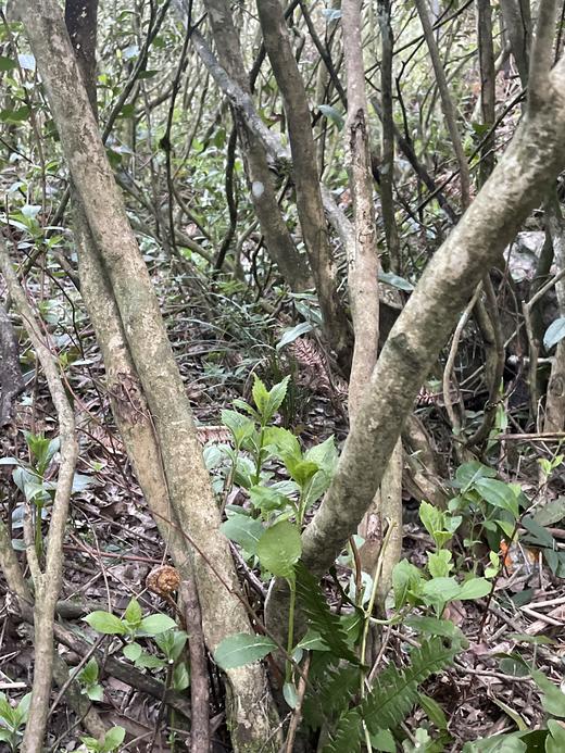 2023 极枞银针 天工·首日芽 （荒野老树白毫银针） 60来岁荒野老树 50克/500克 商品图2