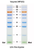 180 kDa Prestained Protein Marker 商品缩略图1