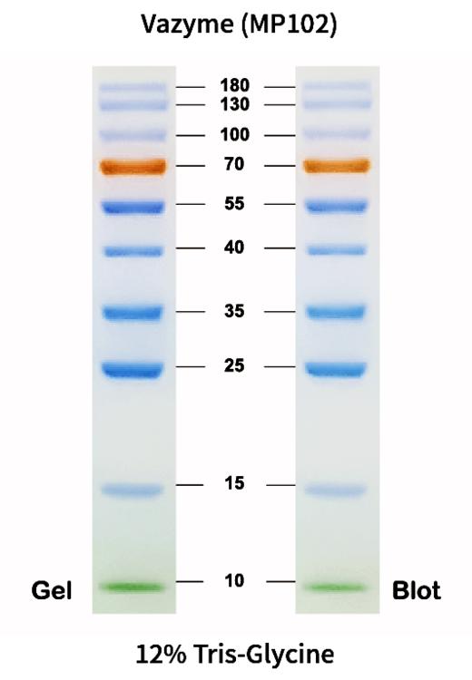 180 kDa Prestained Protein Marker 商品图1