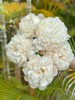 欧文斯上校芍药花5支 商品缩略图2