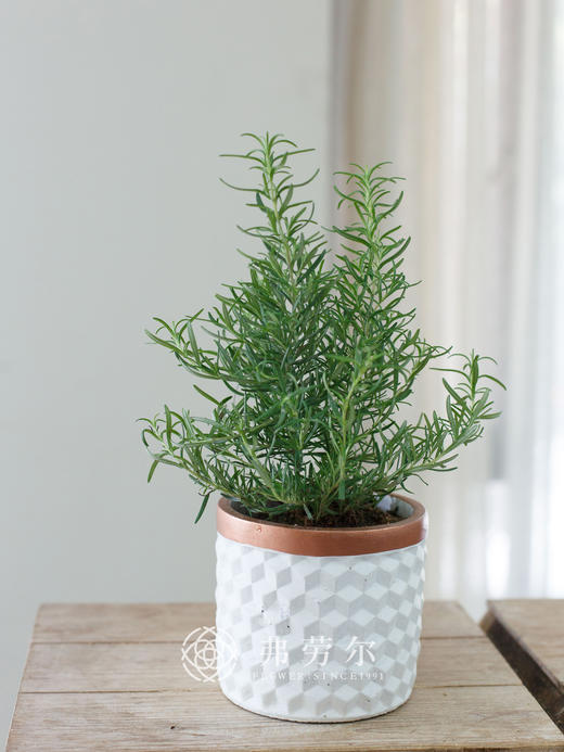 迷迭香 商品图1