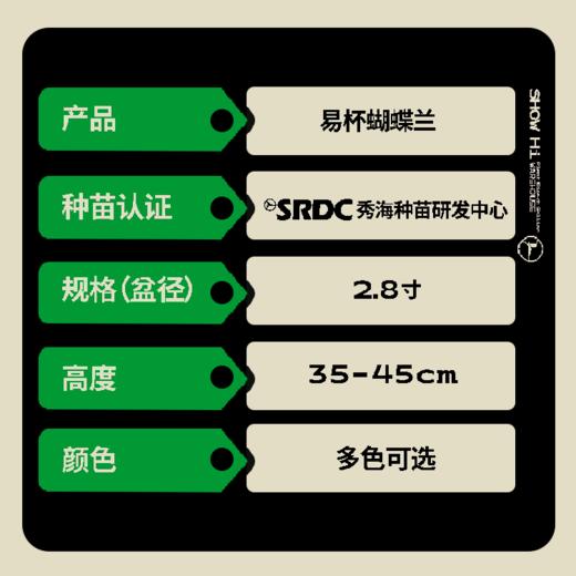 蝴蝶兰2.8寸 多色可选   圆通包邮 昆明发货 商品图2