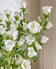 白风铃花2支（拼团） 商品缩略图1