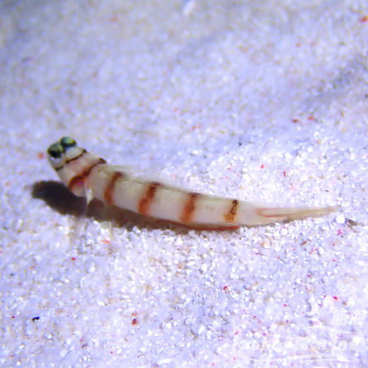 橙条纹虾虎 商品图4