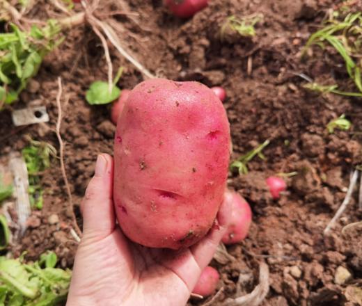 2023年郧阳区新鲜黄心土豆 红美人3斤 商品图4