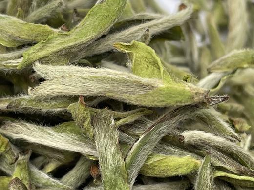 2023 极枞银针 天工·初芽 （顶端初芽白毫银针） 60来岁荒野老树  50克/500克 商品图10