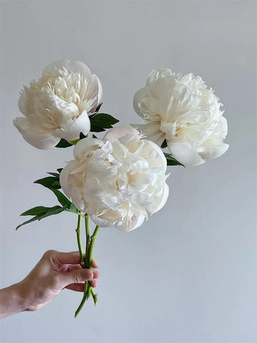 欧文斯上校芍药花5支 商品图9