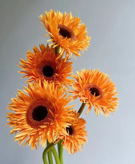 橙色拉丝非洲菊4支（拼团） 商品图3