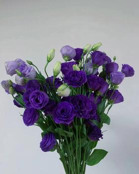 紫色洋桔梗 一支（拼团）