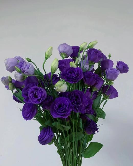 紫色洋桔梗 一支（拼团） 商品图0